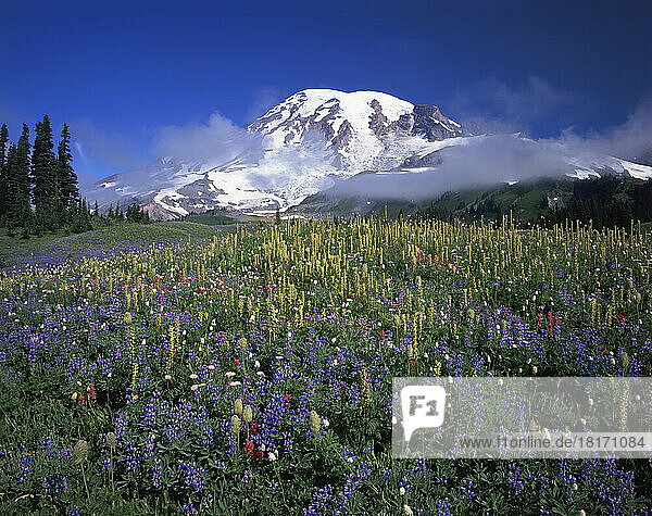 Wildblumen auf einer Bergwiese im Paradise Park mit dem schneebedeckten Mount Rainier im Hintergrund, Mount Rainier National Park; Washington, Vereinigte Staaten von Amerika