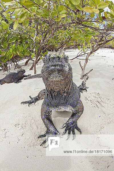 Dieser Meeresleguan (Amblyrhynchus cristatus) wurde fotografiert  kurz nachdem er durch die Mangroven aus dem Meer aufgetaucht war  nachdem er sich einen Morgen lang unter Wasser von Algen ernährt hatte; Santa Cruz Island  Galapagos  Ecuador