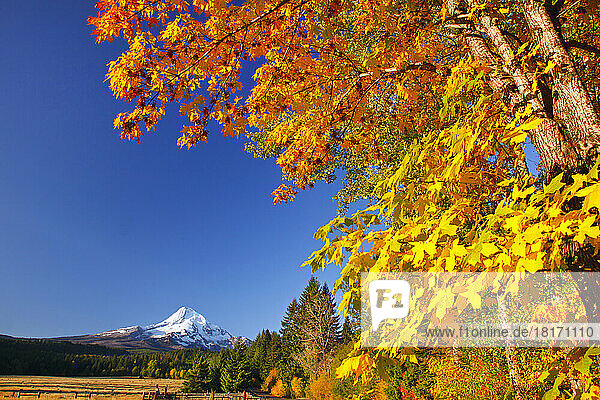 Mount Hood und Herbstfarben im Hood River Valley; Oregon  Vereinigte Staaten von Amerika
