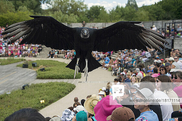 A crowd of people watch a black vulture (Coragyps atratus) fly overhead at Le Parc des Oiseaux  a bird park in the town of Villars Les Dombes  France; Villars les Dombes  France