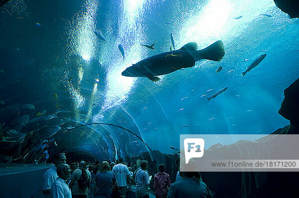 People explore the Georgia Aquarium; Atlanta  Georgia  United States of America
