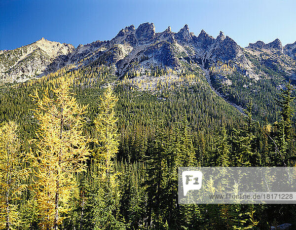 Bäume  die den North Cascades National Park im Herbst bedecken  Washington  USA; Washington  Vereinigte Staaten von Amerika