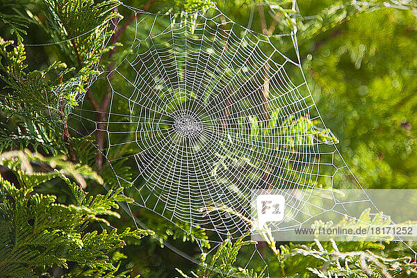Tau auf einem Spinnennetz am frühen Morgen mit einem immergrünen Baum  der das Netz stützt; Oregon  Vereinigte Staaten von Amerika