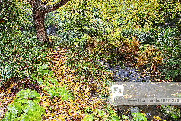 Ein sanfter Bach  der durch den Crystal Springs Rhododendron Garden fließt  mit herbstlich gefärbtem Laub an den Bäumen und im Wasser treibendem Laub; Portland  Oregon  Vereinigte Staaten von Amerika