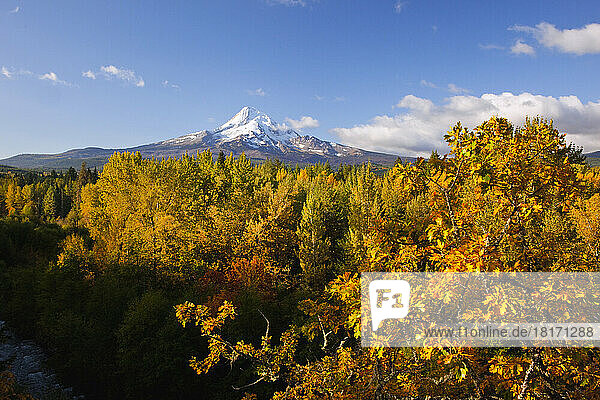 Majestic Mount Hood with autumn coloured foliage in the Hood River Valley; Oregon  United States of America