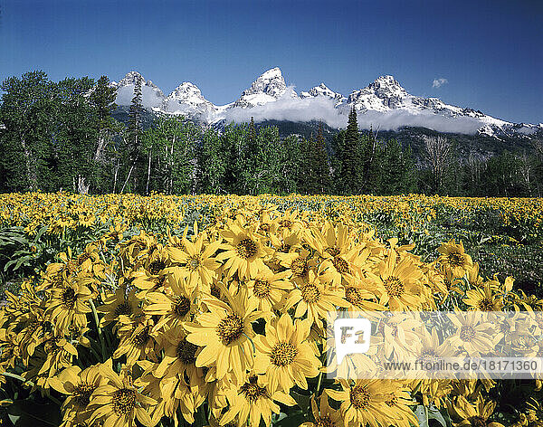 Schöne gelbe Wildblumen blühen auf einem Feld im Vordergrund mit den schneebedeckten Berggipfeln der Teton Range im Hintergrund  Grand Teton National Park; Wyoming  Vereinigte Staaten von Amerika