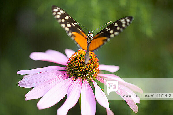 Nahaufnahme eines Schmetterlings  der auf einer rosa Blüte ruht; Oregon  Vereinigte Staaten von Amerika