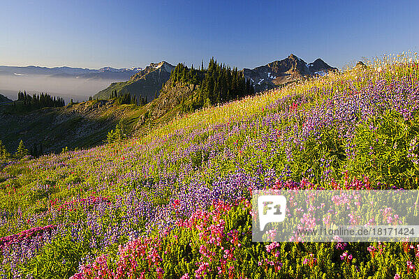 Nahaufnahme von blühenden Wildblumen auf einer Bergwiese mit den schroffen Gipfeln der Tatoosh Mountains im Hintergrund im Mount Rainier National Park; Washington  Vereinigte Staaten von Amerika