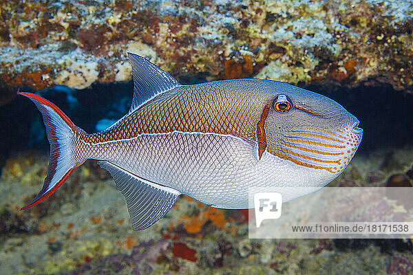 Blue-Lined Triggerfish (Xanthichthys caeruleolineatus) is very rarely seen around the main islands of Hawaii  USA; Hawaii  United States of America