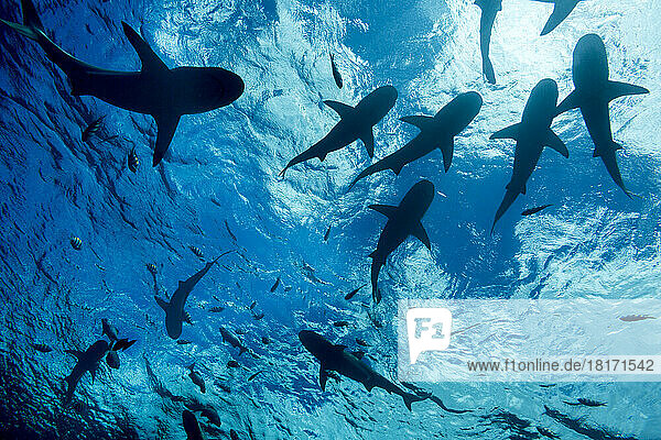 View directly below silhouetted Blacktip reef sharks (Carcharhinus melanopterus) cruising just below the surface off the island of Yap  Micronesia; Yap  Federated States of Micronesia