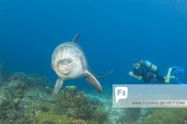 Diver and a trained Atlantic Bottlenose Dolphin (Tursiops truncatus) on the Sea Aquarium House Reef off the island of Curacao in the Netherlands Antilles  Caribbean; Netherlands Antilles