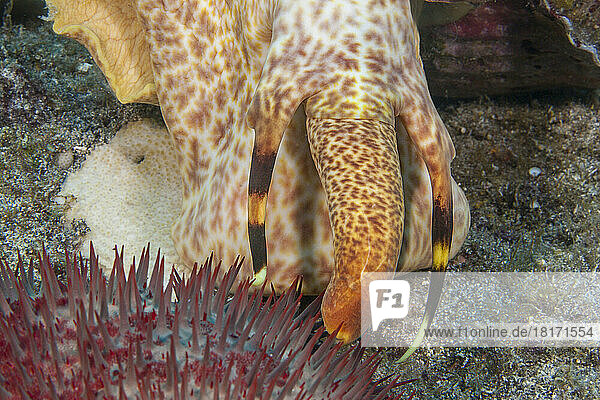Triton-Trompetenmuschel (Charonia tritonis) greift einen Dornenkronenseestern (Acanthaster planci) an  der sich von lebenden Korallen ernährt und mit sehr scharfen Stacheln bedeckt ist; Hawaii  Vereinigte Staaten von Amerika