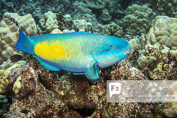 The terminal or final phase of a Bullethead parrotfish (Chlorurus spilurus); Hawaii  United States of America