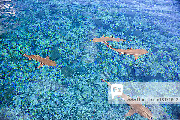 Schwarzspitzen-Riffhaie (Carcharhinus melanopterus) gleiten an einem flachen  ruhigen Tag über den als Vertigo bekannten Tauchplatz vor der Insel Yap  Mikronesien; Yap  Föderierte Staaten von Mikronesien
