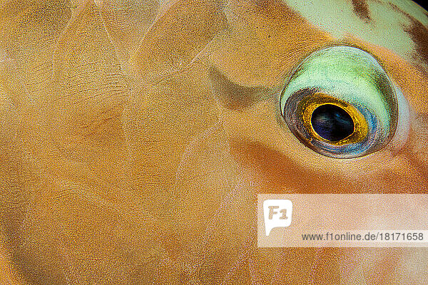 Diese Nahaufnahme des Auges und der Schuppen eines pazifischen Langnasen-Papageienfisches (Hipposcarus longiceps) wurde nachts in einem Riff auf den Fidschi-Inseln aufgenommen  während er schlief. Es ist ein großer Papageienfisch mit einem deutlich verlängerten Kopf; Fidschi