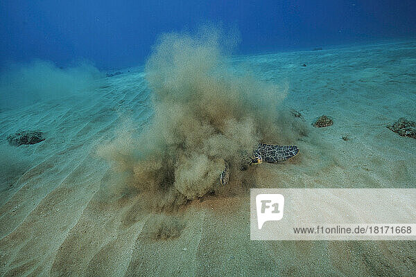 Diese vom Aussterben bedrohte Grüne Meeresschildkröte (Chelonia mydas) reibt ihre Unterseite am Sandboden  um den Algenbewuchs zu entfernen; Maui  Hawaii  Vereinigte Staaten von Amerika