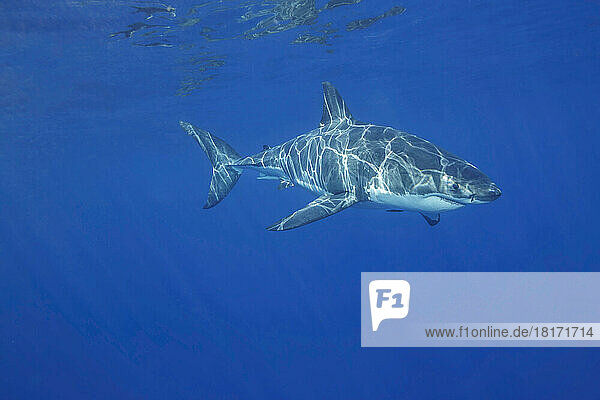 Dieser Weiße Hai (Carcharodon carcharias) wurde vor der Insel Guadalupe  Mexiko  fotografiert; Guadalupe Island  Mexiko