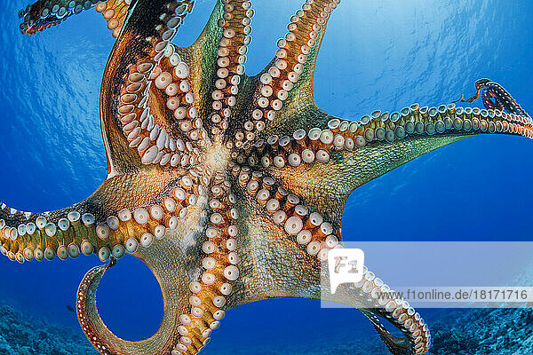 Der Tagkrake (Octopus cyanea) ist auch als Großer Blauer Krake bekannt. Er kommt sowohl im Pazifik als auch im Indischen Ozean vor  von Hawaii bis zur Ostküste Afrikas; Hawaii  Vereinigte Staaten von Amerika
