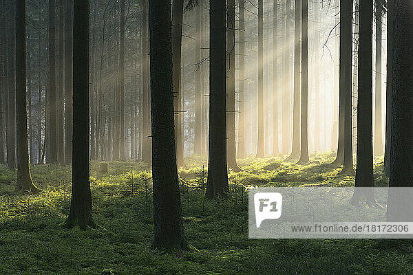 Spruce Forest in Early Morning Mist at Sunrise  Odenwald  Hesse  Germany
