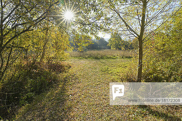 Path with sun in autumn  Mondfeld  Wertheim  Main-Tauber-Kreis  Baden-Wurttemberg  Germany