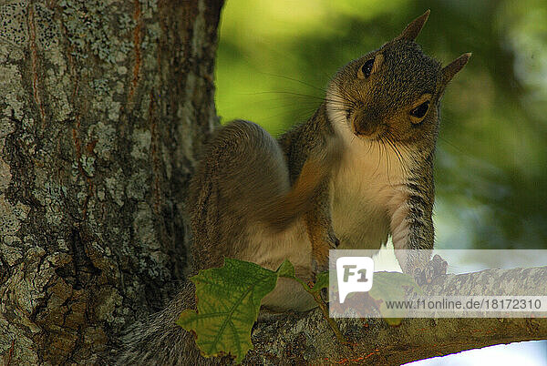 Eastern gray squirrel scratching itself in a tree.; Brewster  Cape Cod  Massachusetts.