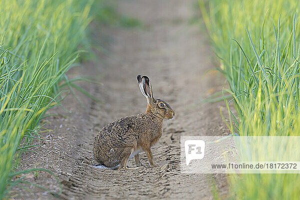 Profile portrait of a European brown hare (Lepus europaeus) sitting in a furrow of an onion field in Hesse  Germany