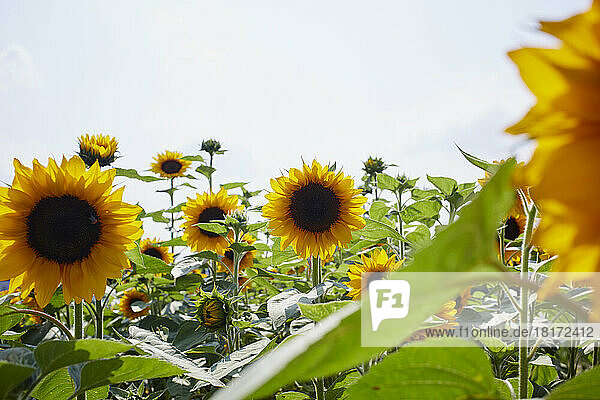 Field of Sunflowers in Summer  Carinthia  Austria