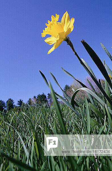 Daffodil  Ottawa  Ontario  Canada