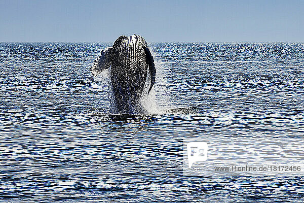 Humpback Whale Breaching  Stellwagen Bank  Gloucester  Cape Ann  Massachusetts  USA