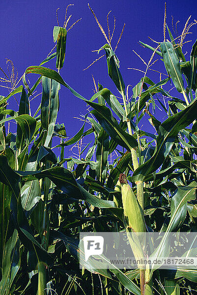 Corn  Pennsylvania  USA