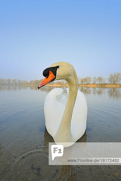 Mute Swan (Cygnus olor) on Lake  Hesse  Germany