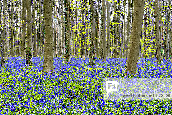 Bluebells forest in the spring  Hallerbos  Halle  Vlaams Gewest  Brussels  Belgium  Europe