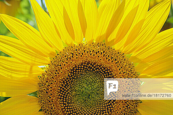 Close up of Sunflower  Ottawa  Ontario  Canada