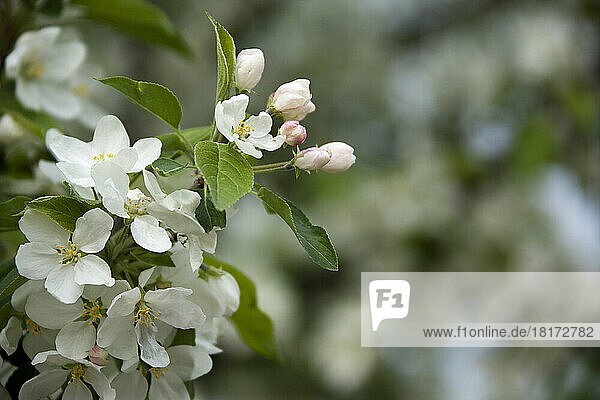 Apple Tree Blossoms  Major's Hill Park  Ottawa  Ontario  Canada