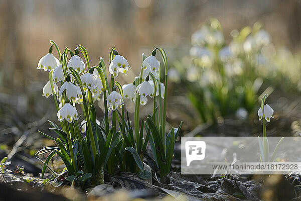 Close-up of Spring Snowflake (Leucojum vernum) Blossoms in Forest in Spring  Upper Palatinate  Bavaria  Germany