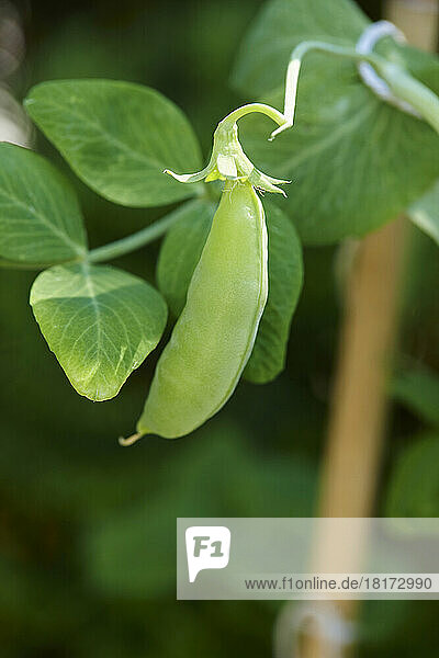 Close up of Sugar Snap Pea on Vine in Garden  Ontario  Canada
