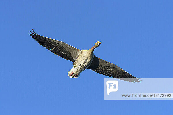 Greylag Goose (Anser anser) Flying  Hesse  Germany