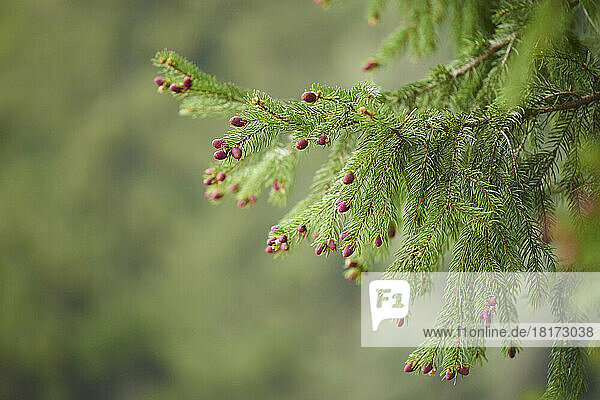 Close-up of Young Norway Spruce (Picea abies) Cones in Spring  Bavaria  Germany