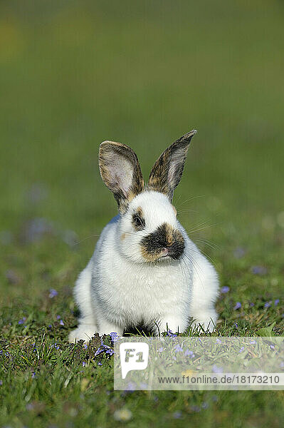 Portrait of Baby Rabbit in Spring Meadow  Bavaria  Germany