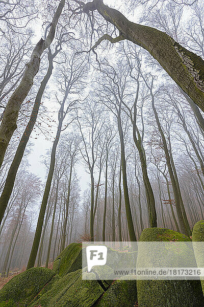 Beech Forest (Fagus sylvatica) and Felsenmeer in Morning Mist  Odenwald  Hesse  Germany