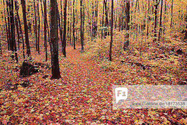 Forest in Autumn  Gatineau Park  Quebec  Canada