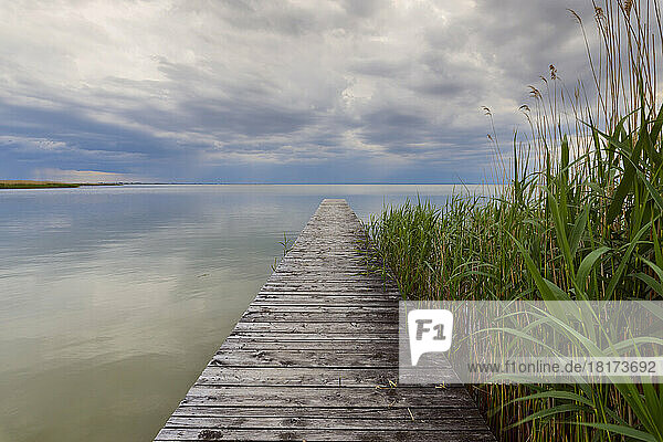Wooden Jetty with Reeds at Weiden am See  Lake Neusiedl  Burgenland  Austria