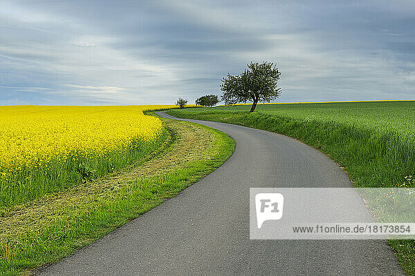 Rural Road with Canola Field in Spring  Reichartshausen  Amorbach  Odenwald  Bavaria  Germany