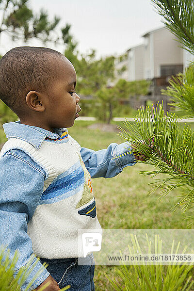 Boy Examining Pine Tree Branch  Maryland  USA