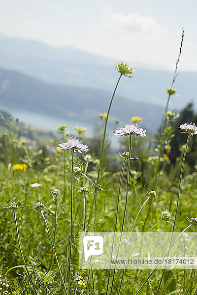 Close-up of Flower Field in Summer  Carinthia  Austria
