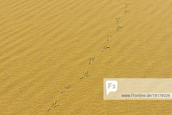 Bird Tracks in Sand Dune  Matruh Governorate  Libyan Desert  Sahara Desert  Egypt  Africa