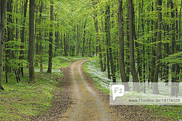 Dirt Road with Ramsons (Allium ursinum) in European Beech (Fagus sylvatica) Forest in Spring  Hainich National Park  Thuringia  Germany