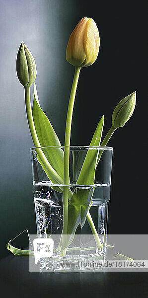 Close-u of tulips in a water glass  studio shot on black background