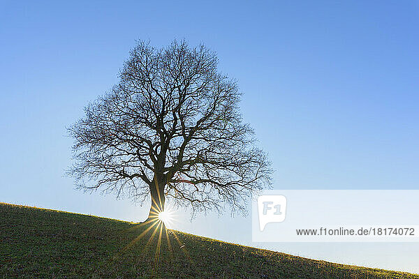 Old Oak Tree in Winter  Odenwald  Hesse  Germany
