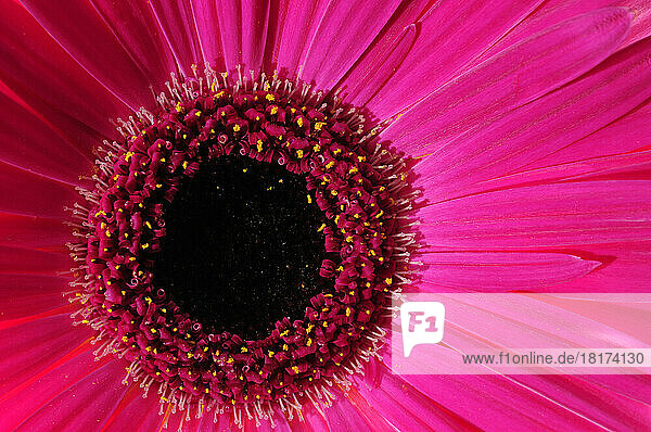 Close up of a pink gerbera daisy  Gerbera species.; Arlington  Massachusetts.